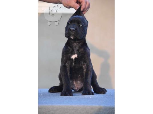 Κουτάβια Cane Corso